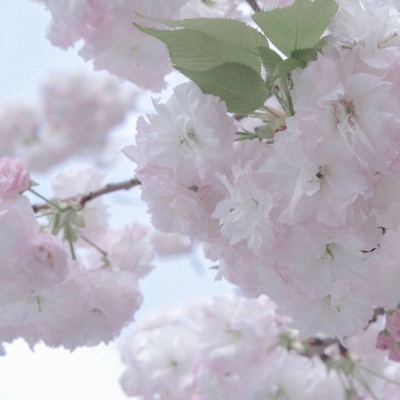 怀来福瑞交流群